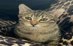 Bengal cats for sale: Bengal for sale  in Chester - Image 2
