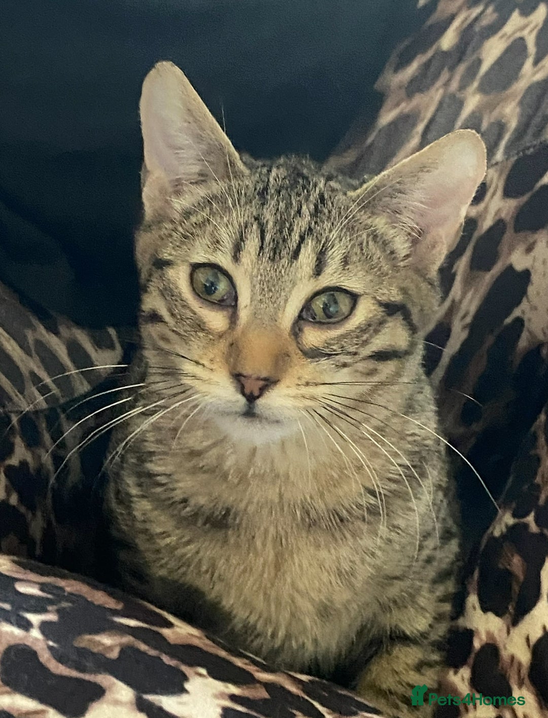 Bengal cats for sale: Bengal for sale  in Chester - Image 2