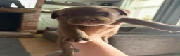 Mixed Breed dogs for sale: Bull staffy puppies - Advert 12