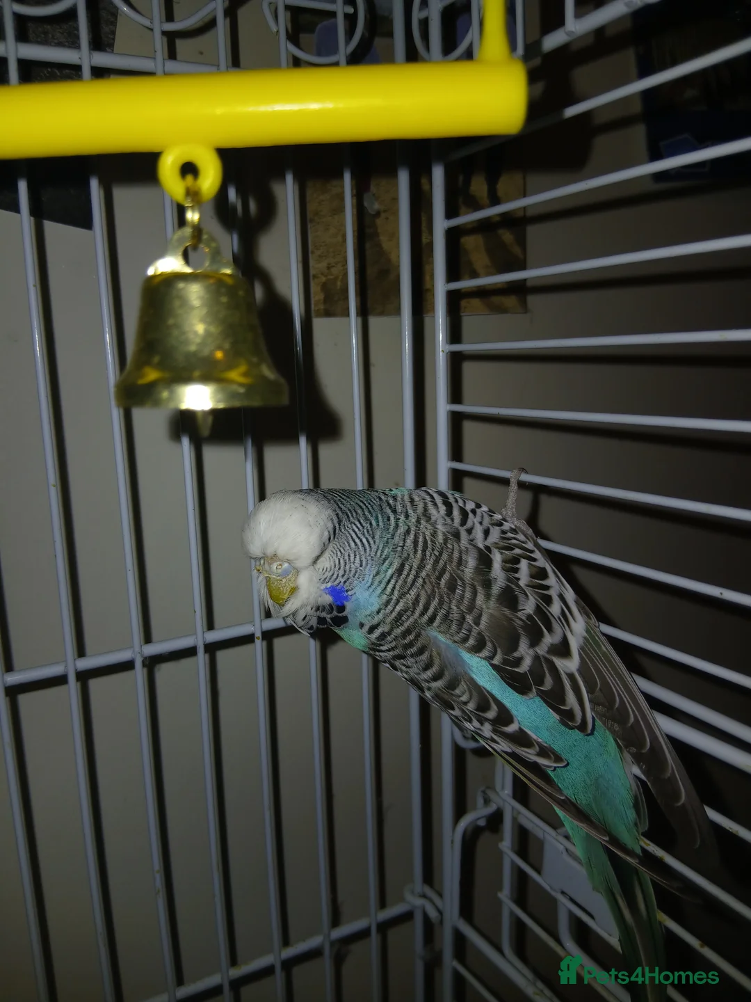 Budgerigars birds for sale: 2 male budgies  - Advert 5