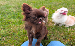 Chihuahua dogs for stud: Tiny Chihuahua Stud Boys.  - Image 3