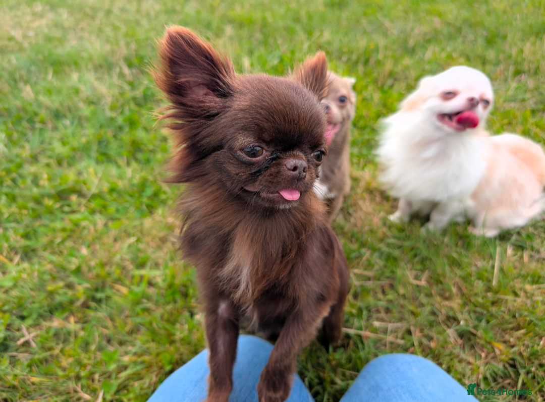Chihuahua dogs for stud: Tiny Chihuahua Stud Boys.  - Image 3