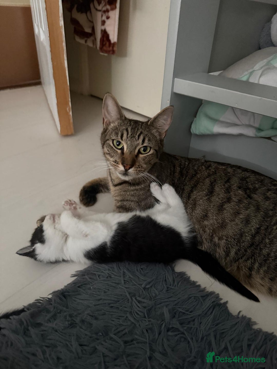 British Shorthair cats for sale: Beautiful kittens  - Image 2