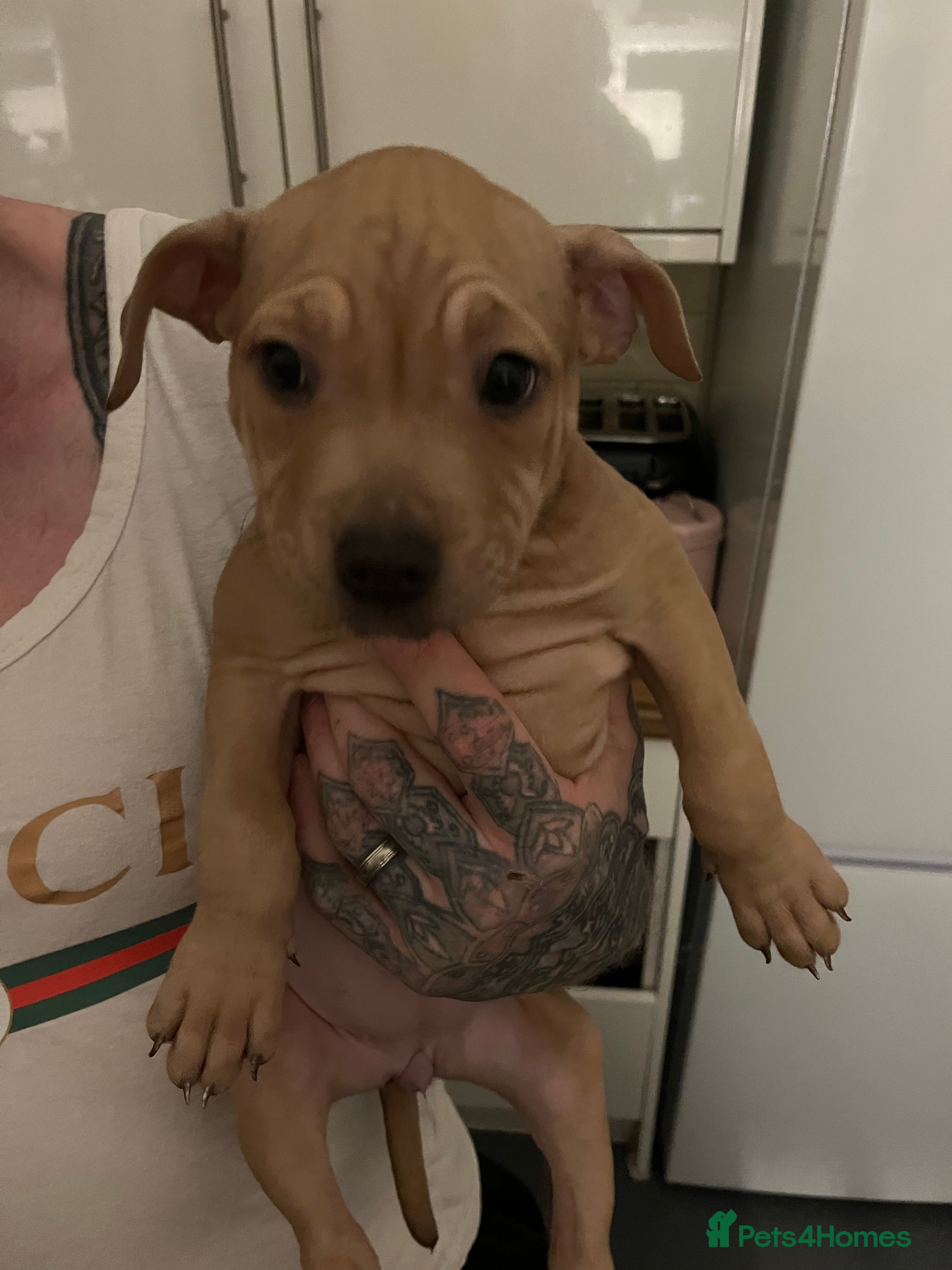 Mixed Breed dogs Bullmastiff cross pocket bully - Advert 1