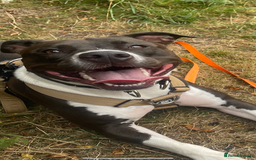 Mixed Breed dogs for sale: Remi  - Image 5