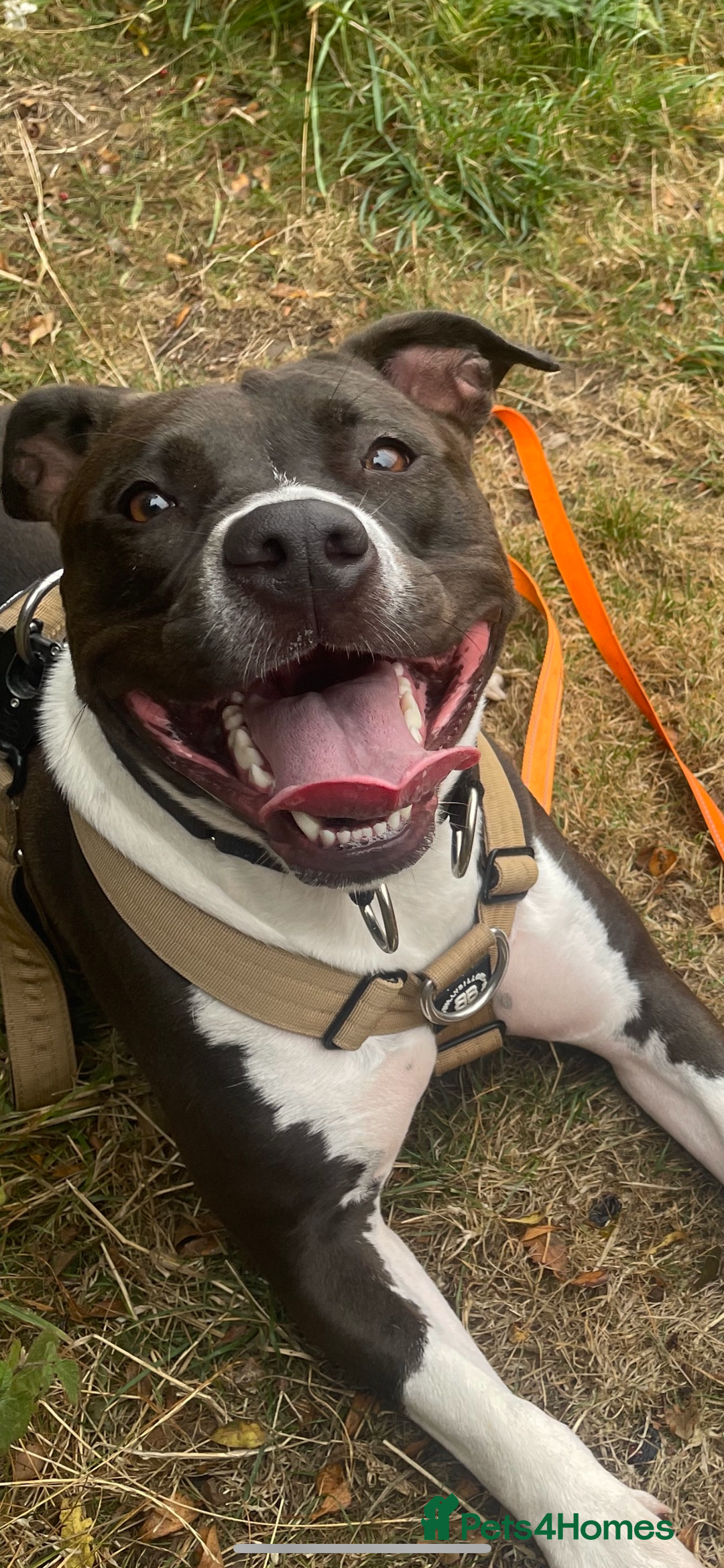 Mixed Breed dogs for sale: Remi  - Image 5