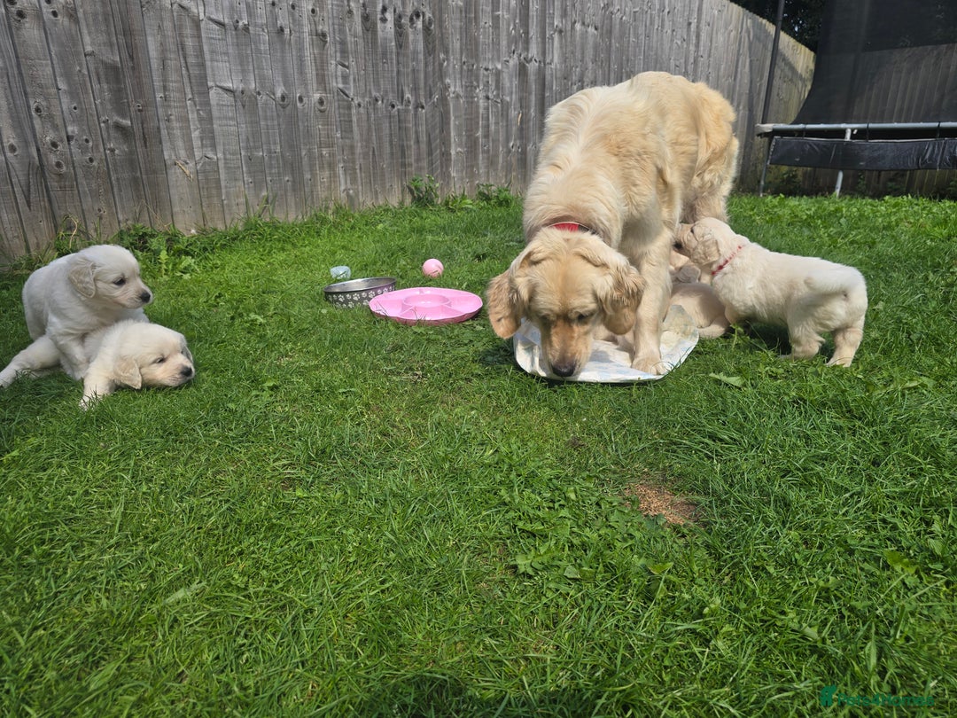 Golden Retriever dogs for sale: Cream Golden Retriever Puppies –Family Raised  - Image 26
