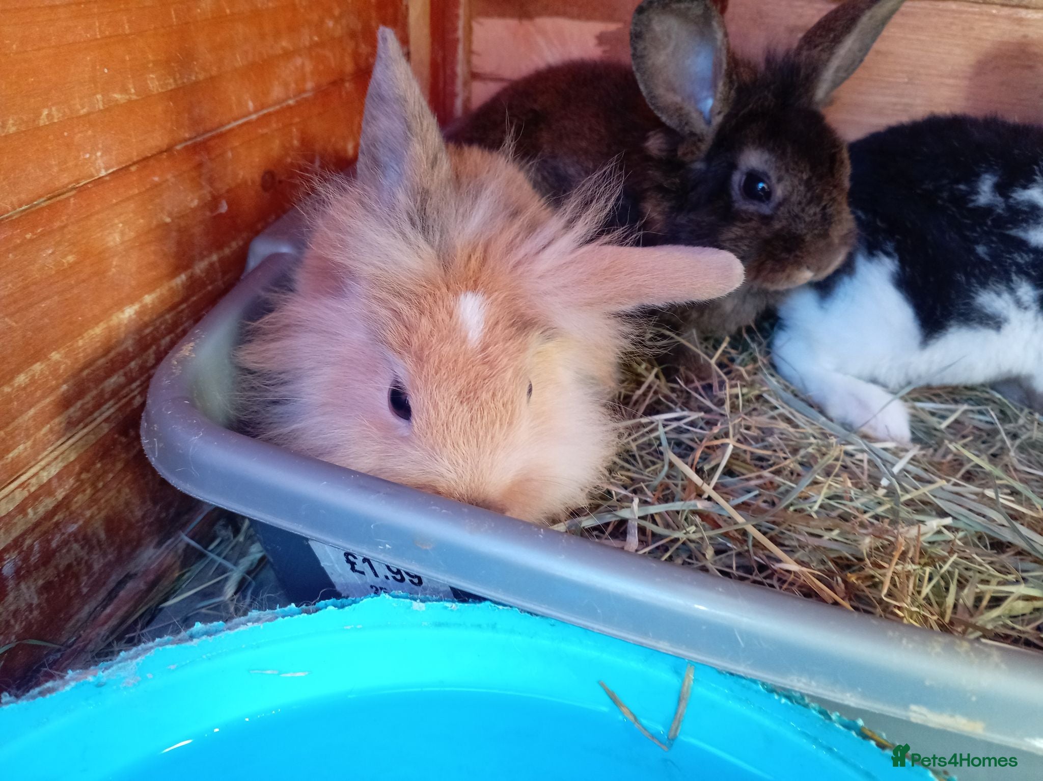 Mini Lion Lop rabbits Lionhead cross & rex cross babies available  - Advert 15