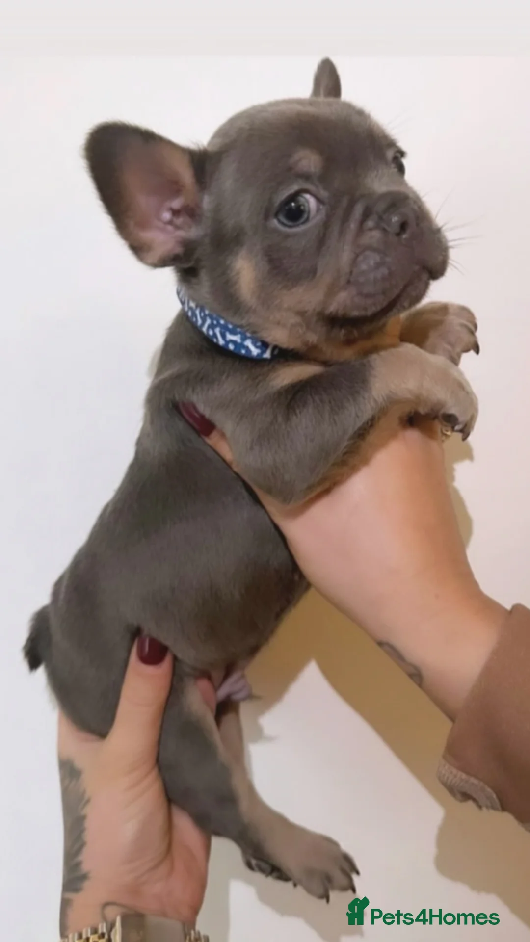 French Bulldog dogs for sale: Beautiful French Bulldog Puppies Available  - Advert 7
