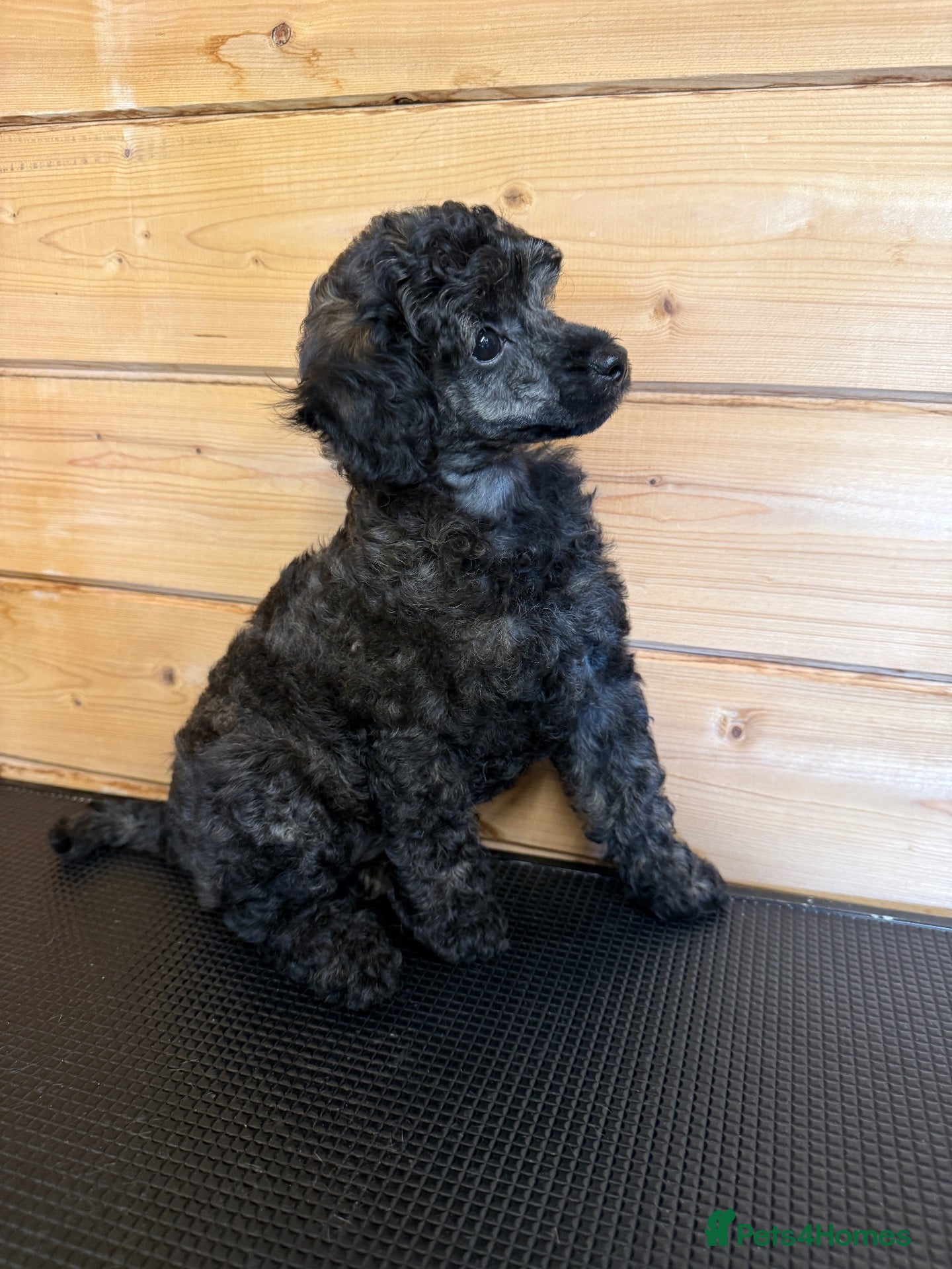 Miniature Poodle dogs 🖤 🐾 Gorgeous girl available 🐾 🖤 - Advert 8