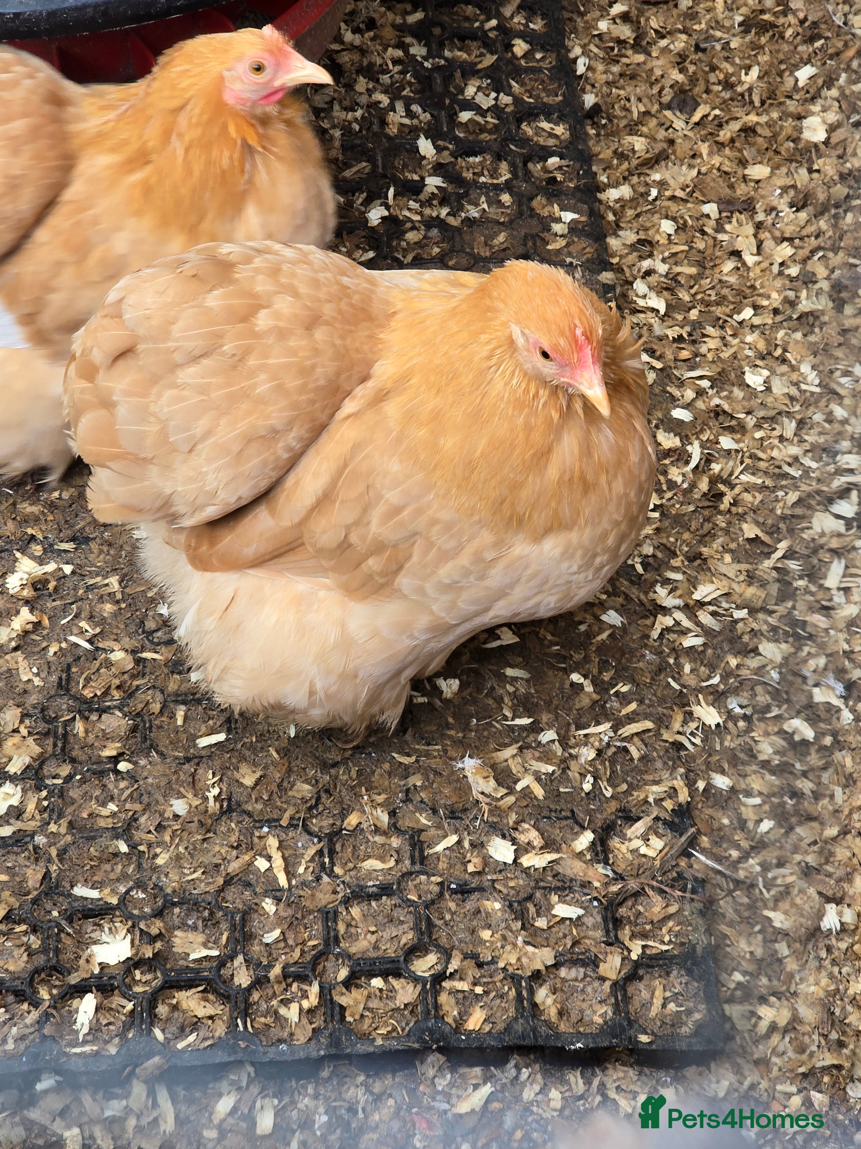 Chickens poultry Pekin Bantam Pullets  - Advert 24