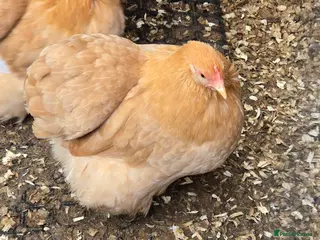 Chickens poultry Pekin Bantam Pullets - Advert 24