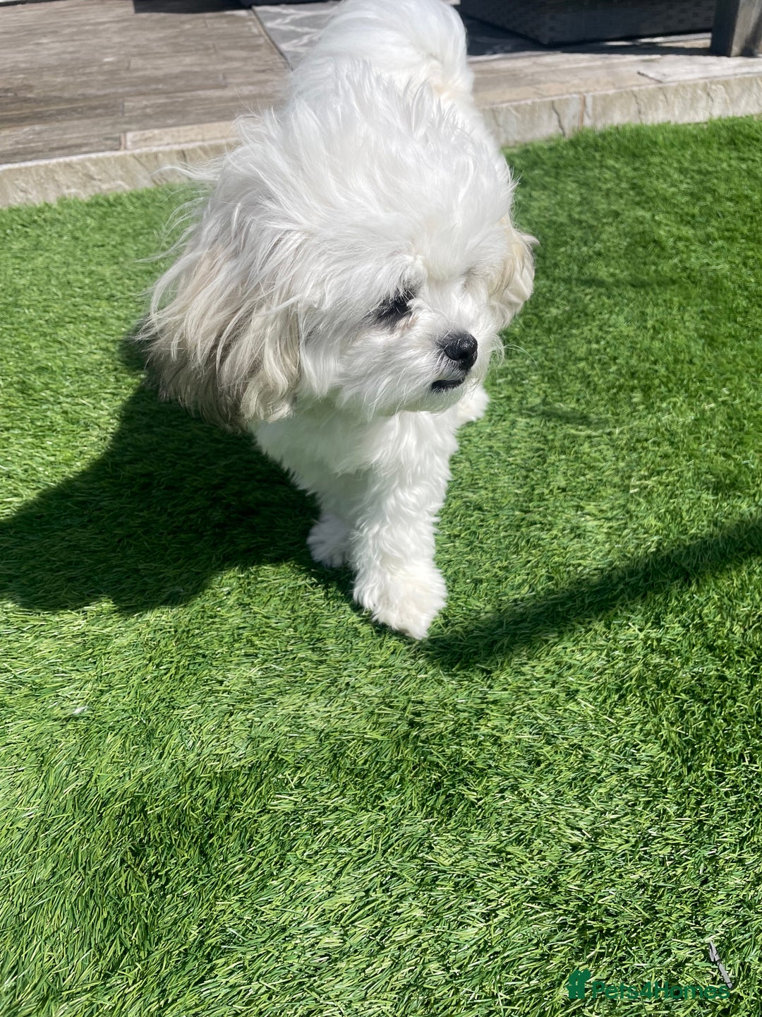 Malshi dogs for sale: Adorable 8 month old Malshi Puppy for Sale - Image 1