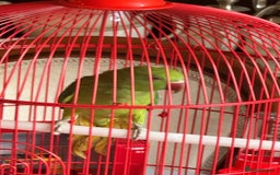 Ringnecks birds for sale: Juvenile DNA sexed Female Ringneck  - Image 1