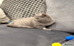 British Shorthair cats for sale: British Shorthair kittens and Mum for sale - Image 17