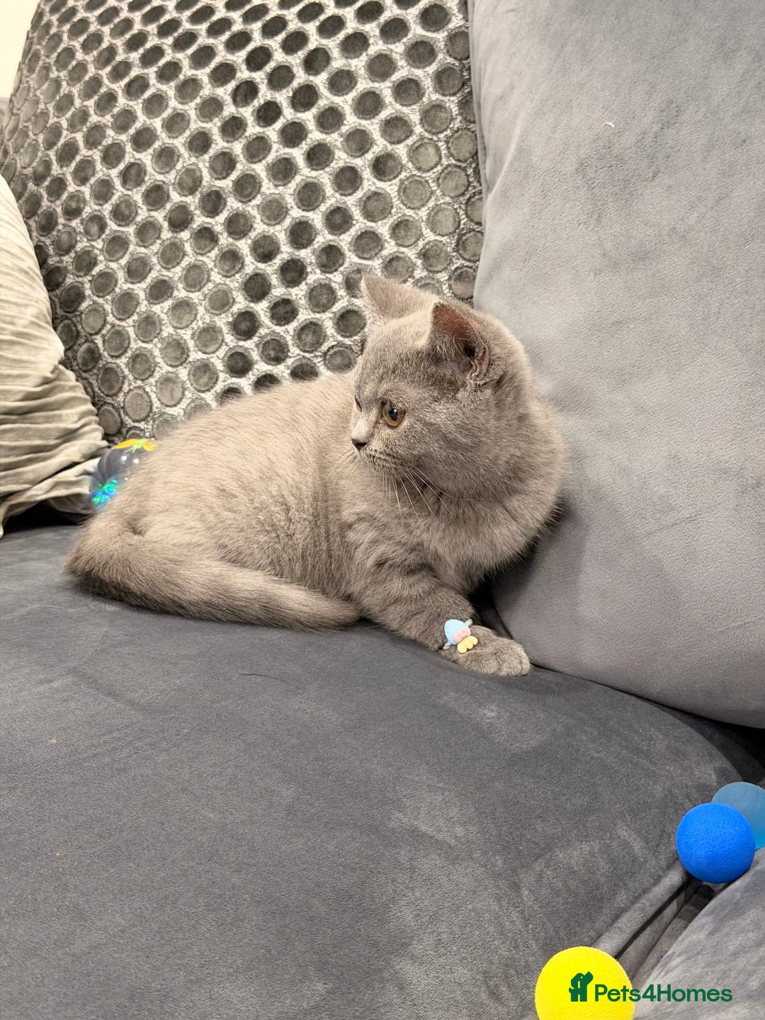 British Shorthair cats for sale: British Shorthair kittens and Mum for sale - Image 17