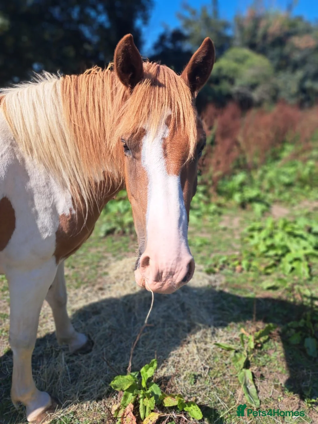 Dartmoor horses for sale: Dartmoor hill pony - Advert 2