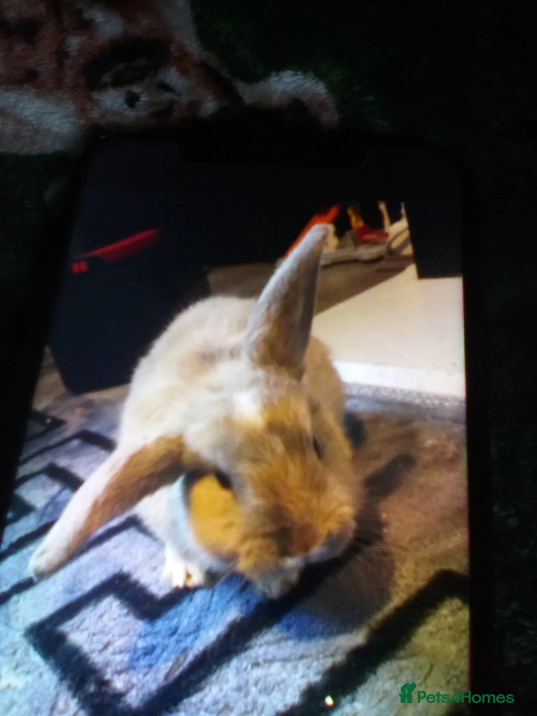 Mini Lop rabbits for sale: Ready to leave now  - Advert 6