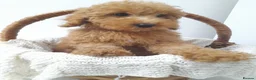 Miniature Poodle dogs for sale: Last 2 boys left miniature poodle puppies - Advert 11