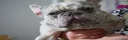 French Bulldog dogs for sale: French bulldog puppies  in Edinburgh - Advert 11