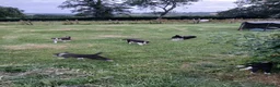 Border Collie dogs for sale: Border collie pups for sale - Advert 15
