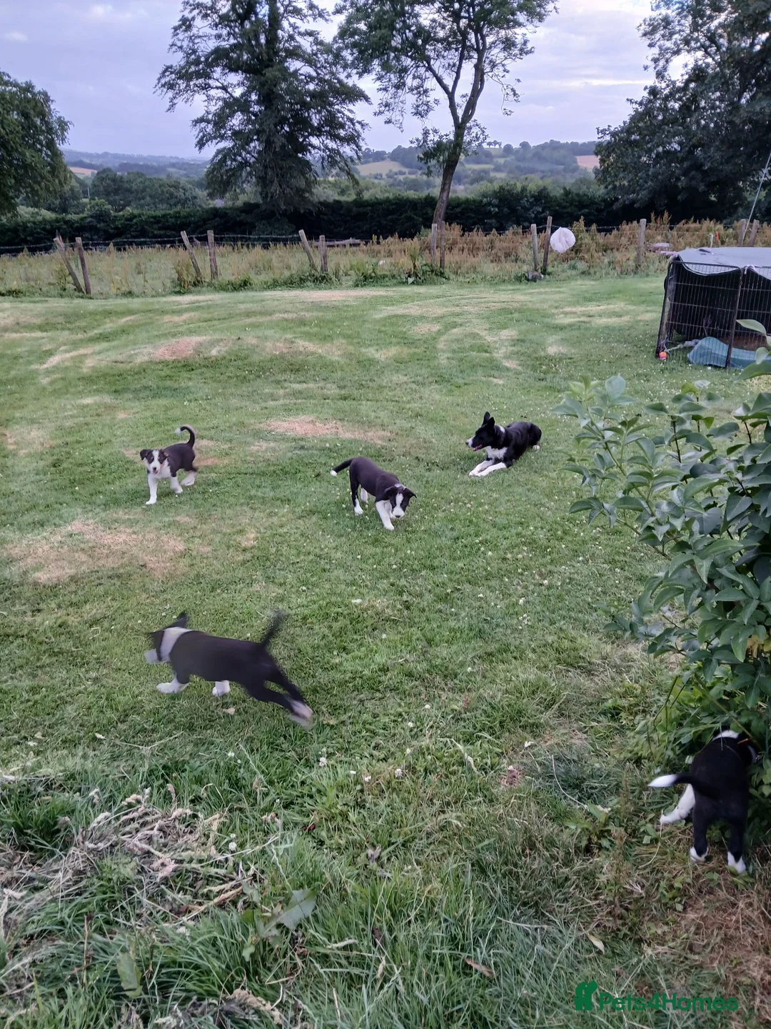 Border Collie dogs for sale: Border collie pups for sale - Advert 15