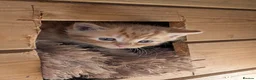 Mixed Breed cats for sale: 2 Bengal/Norwegian forest Kittens  - Advert 23