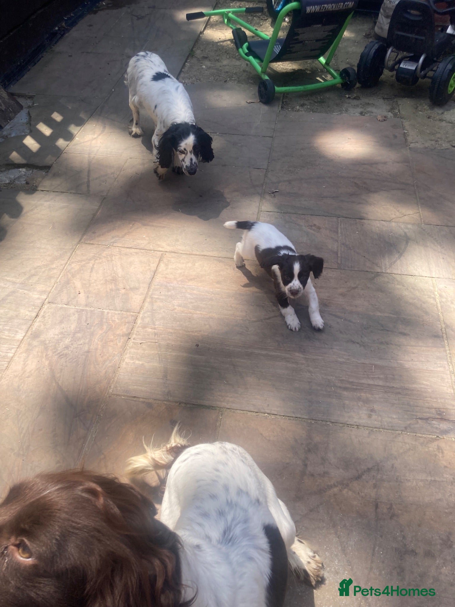 Cocker Spaniel dogs Working cocker spaniel puppy’s  - Advert 2