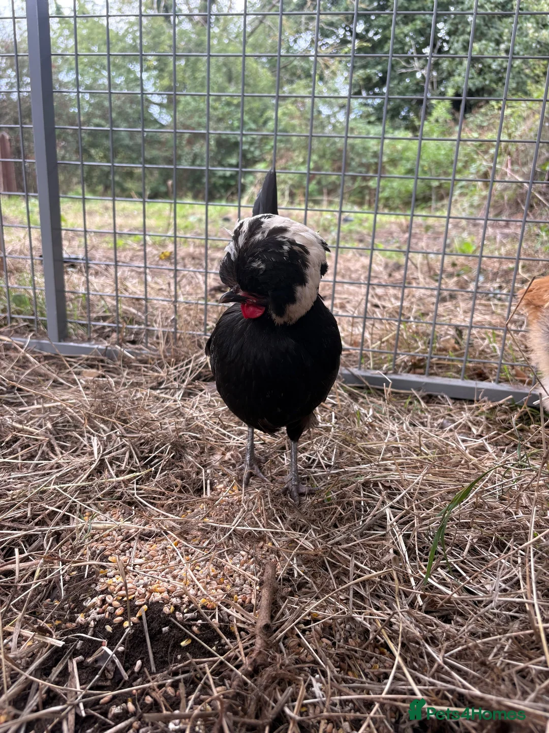Chickens poultry for sale: Polish bantams  in Newark - Advert 2