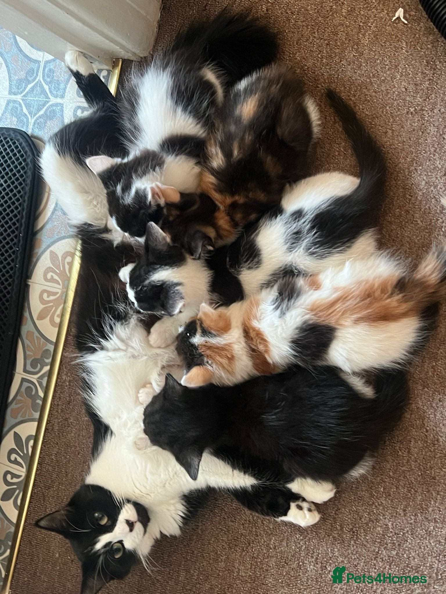Mixed Breed cats gorgeous boys - Advert 1