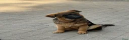 German Shepherd dogs for sale: Long coat German Shepherd - Advert 17