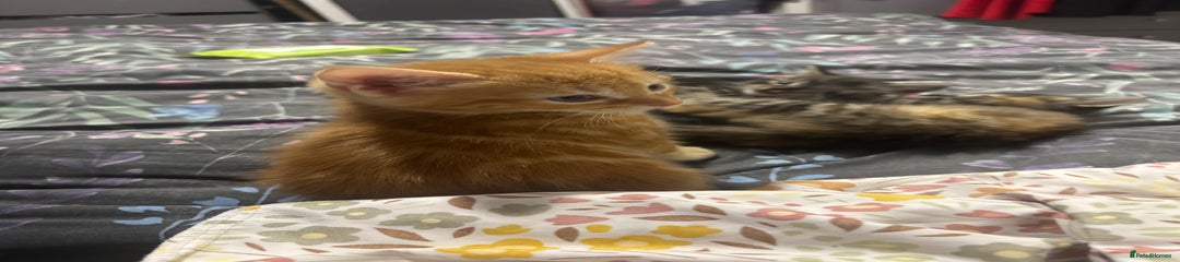 Mixed Breed Kitten 1