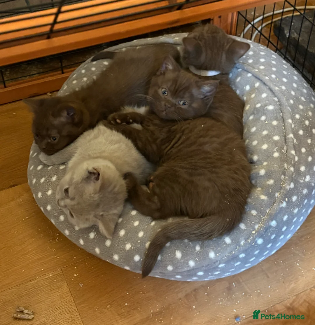 British Shorthair cats for sale: Three stunning female chocolate kittens available  - Advert 8