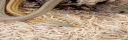 Corn Snake reptiles for sale: Beautiful, Captive-Bred Corn Snakes - Advert 10