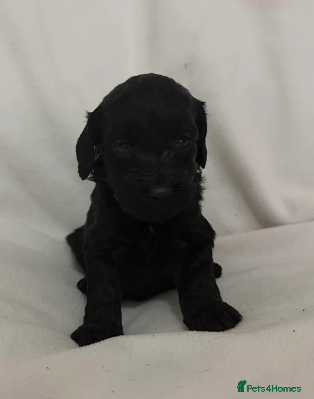 Cockapoo dogs for sale: Cockapoo f1 puppies in Bishop Auckland - Advert 6