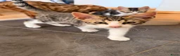 Mixed Breed cats for sale: Gorgeous Mixed Bengal Kittens in Enfield - Advert 4