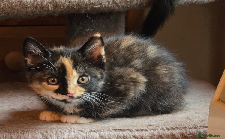 Mixed Breed cats - Advert 1