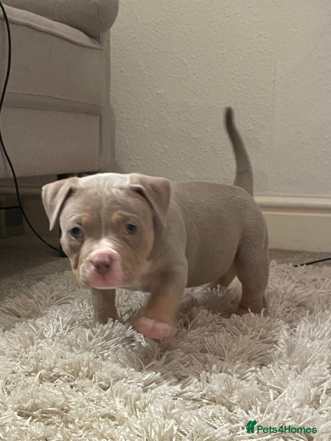 American Bully dogs for sale: Extraordinary Pocket Bully pups - Advert 10