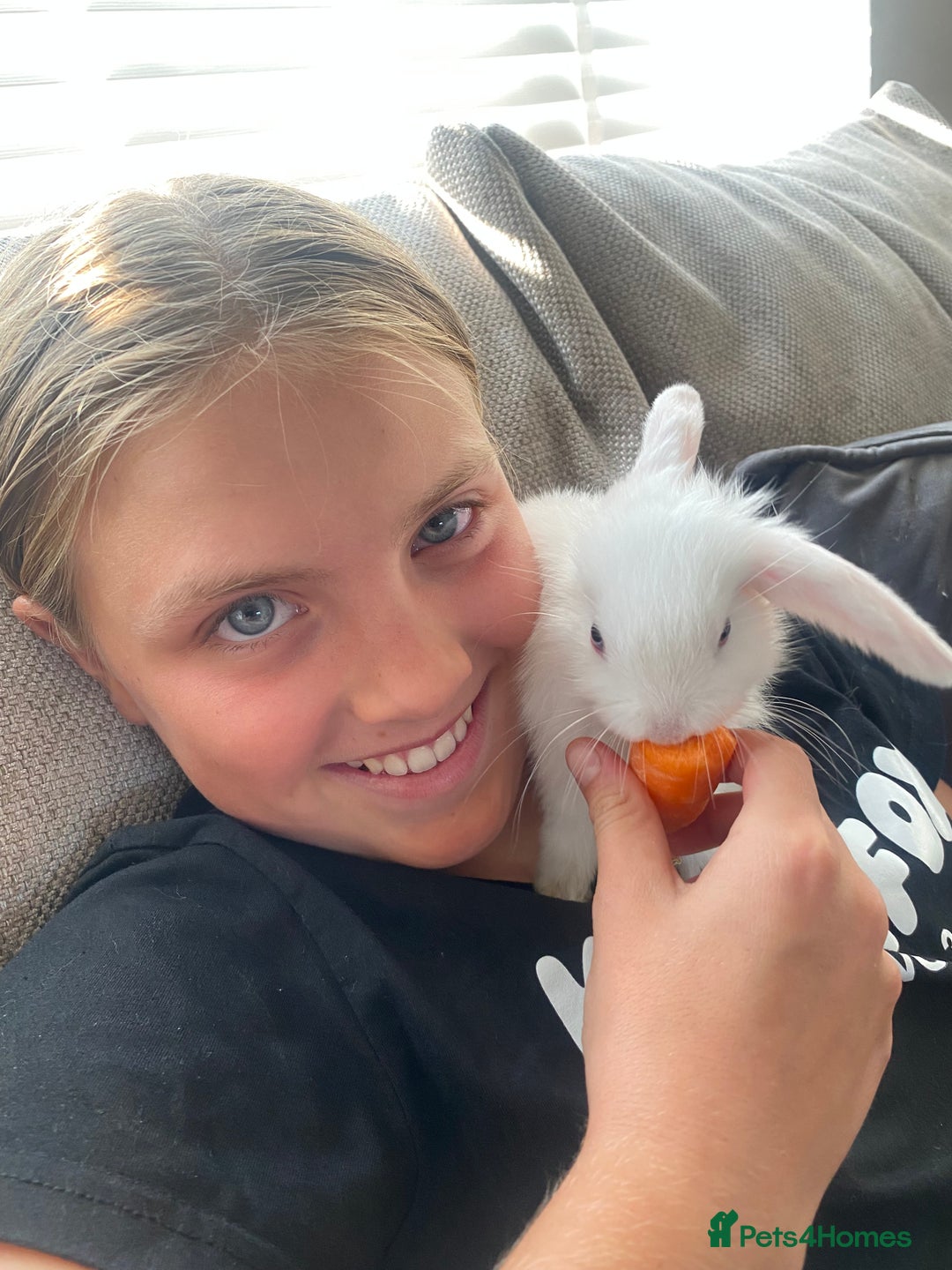 Mini Lop rabbits for sale: Beautiful mini lop babies - super temperaments - Image 7