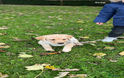 Labrador Retriever dogs for sale: 🐾Much-Loved Golden Labrador, 1 Year Old🐾 - Image 6