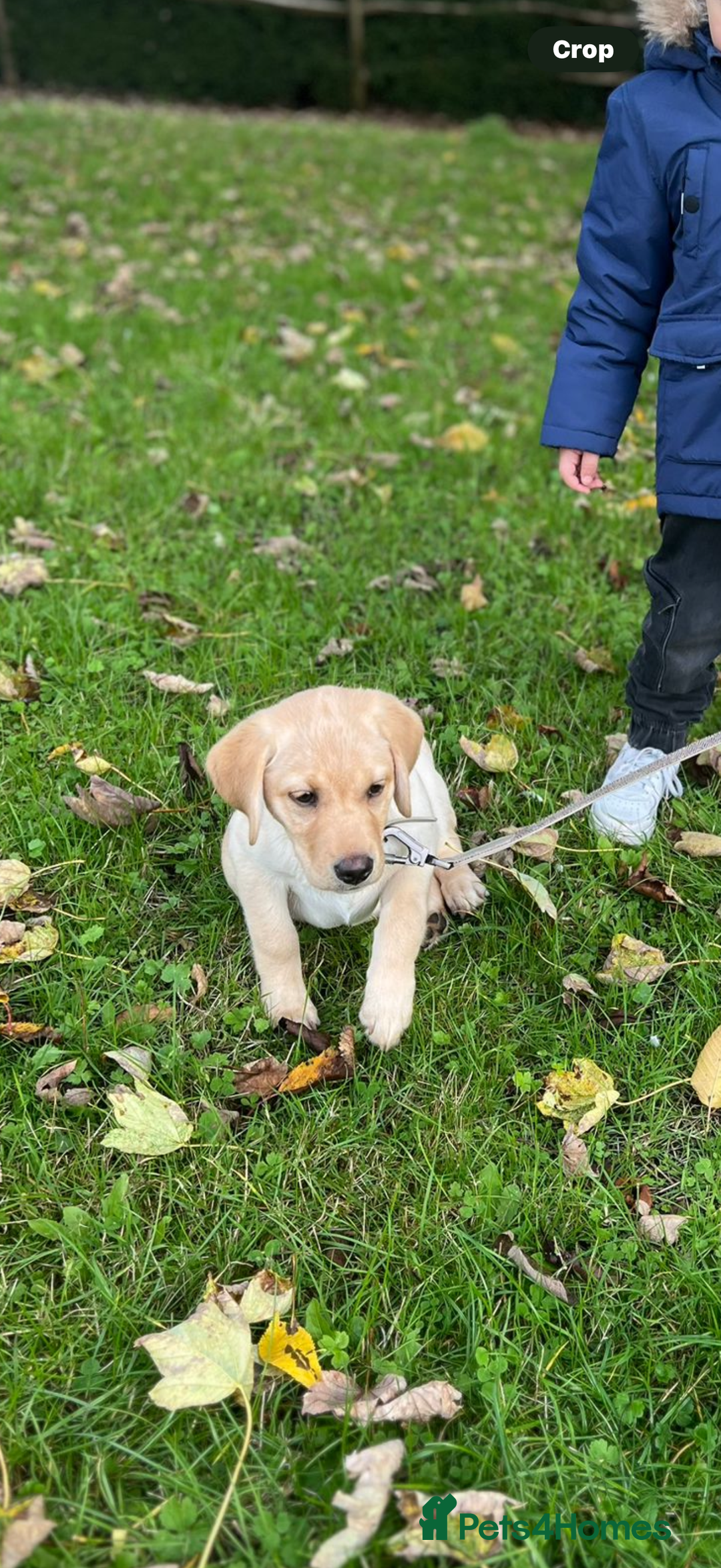 Labrador Retriever dogs for sale: 🐾Much-Loved Golden Labrador, 1 Year Old🐾 - Image 6