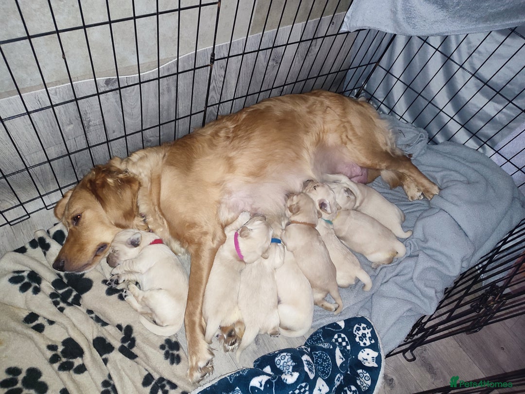 Golden Retriever dogs for sale: Golden Retriever Puppies For Sale - Image 14