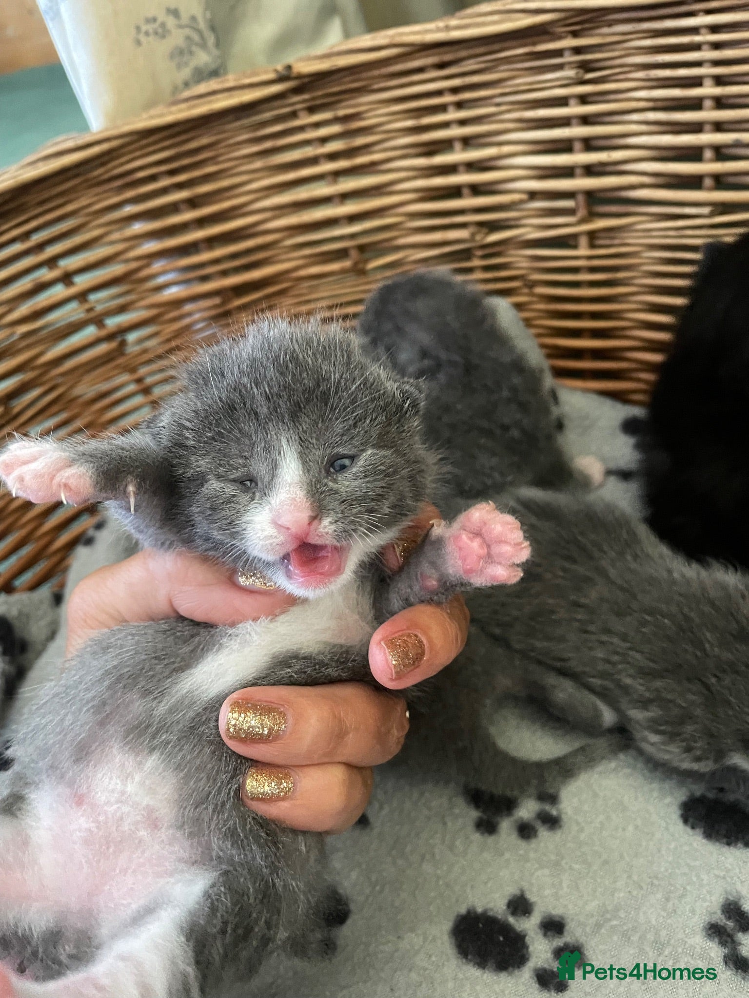 Mixed Breed cats Russian blue/British short hair  - Advert 1