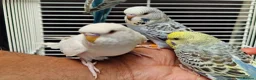 Budgerigars birds for sale: Super silly hand tamed baby budgies  - Advert 2