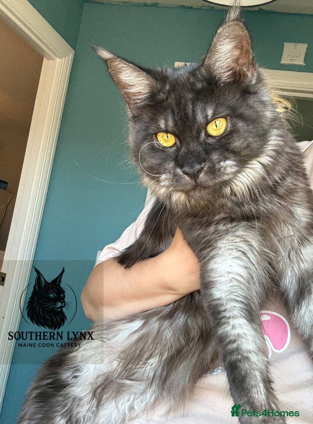 Maine Coon cats for sale: WAITING LIST OPEN-Maine Coon Kittens Due February  - Advert 2