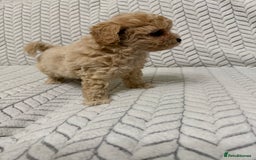 Mixed Breed dogs for sale: 🐾🐾 F1 Bb Maltipoo Puppies Boys and Girls 🐾🐾 - Image 17
