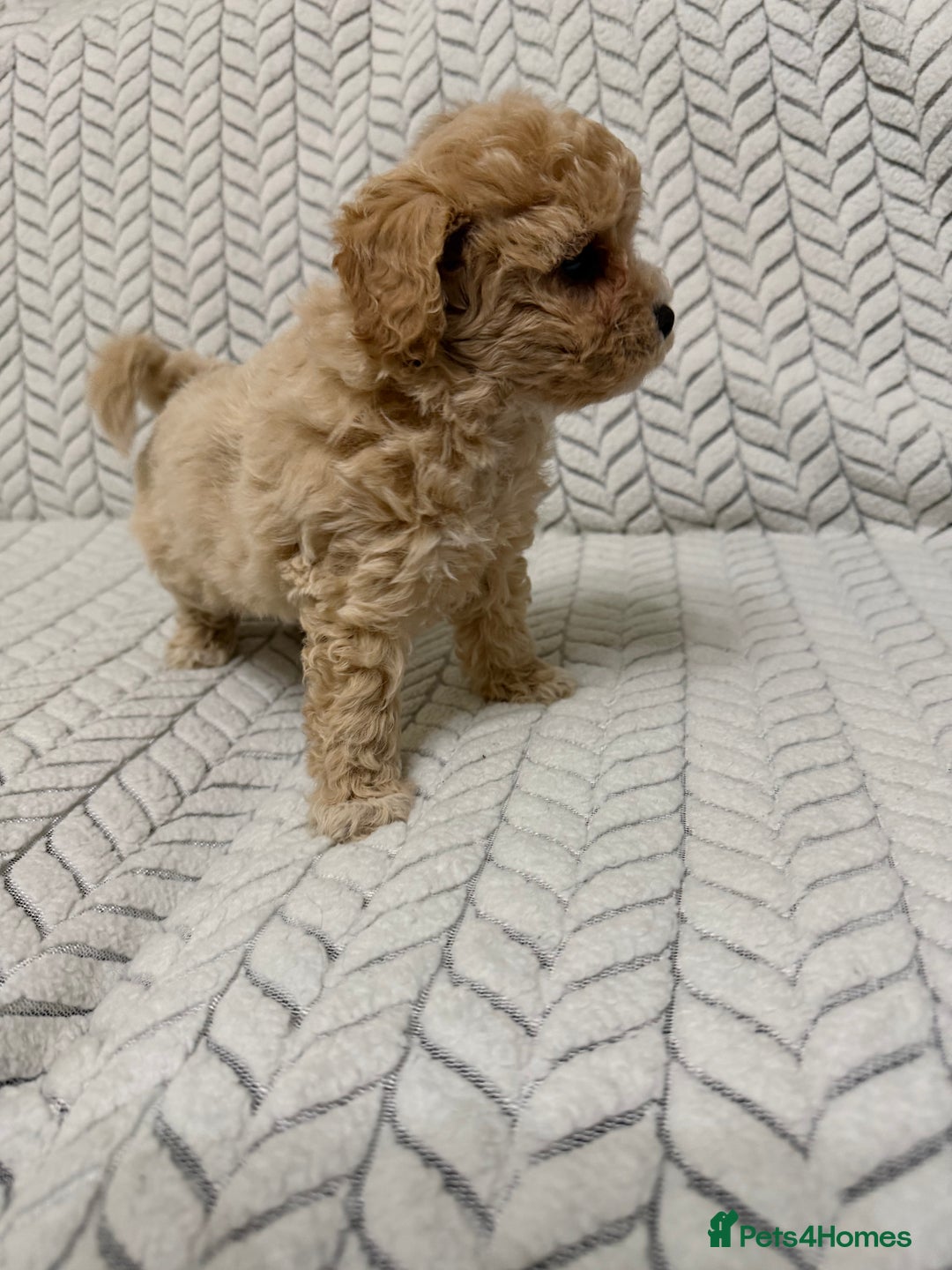 Mixed Breed dogs for sale: 🐾🐾 F1 Bb Maltipoo Puppies Boys and Girls 🐾🐾 - Image 17