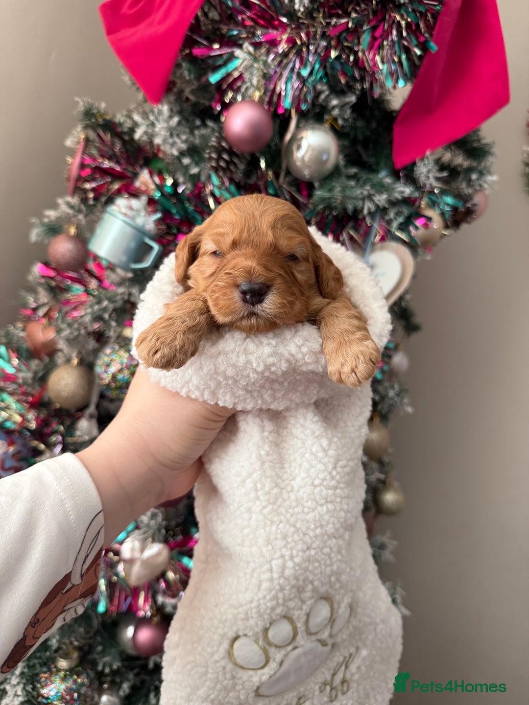 Cockapoo dogs for sale: Gorgeous F1 cockapoo puppies  - Advert 14