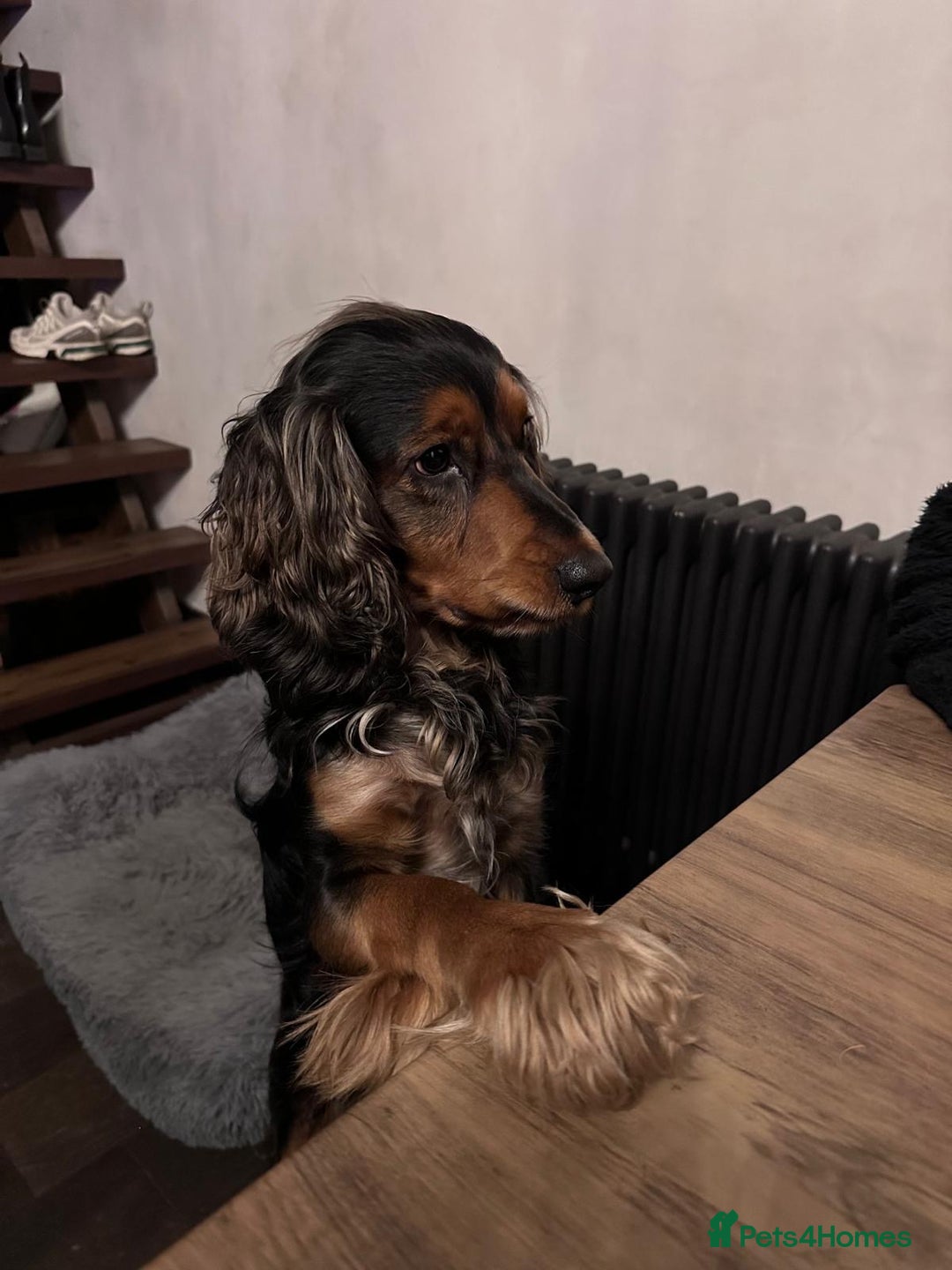 Cocker Spaniel dogs for sale: Rocky - 4.5 year old cocker spaniel - Image 9
