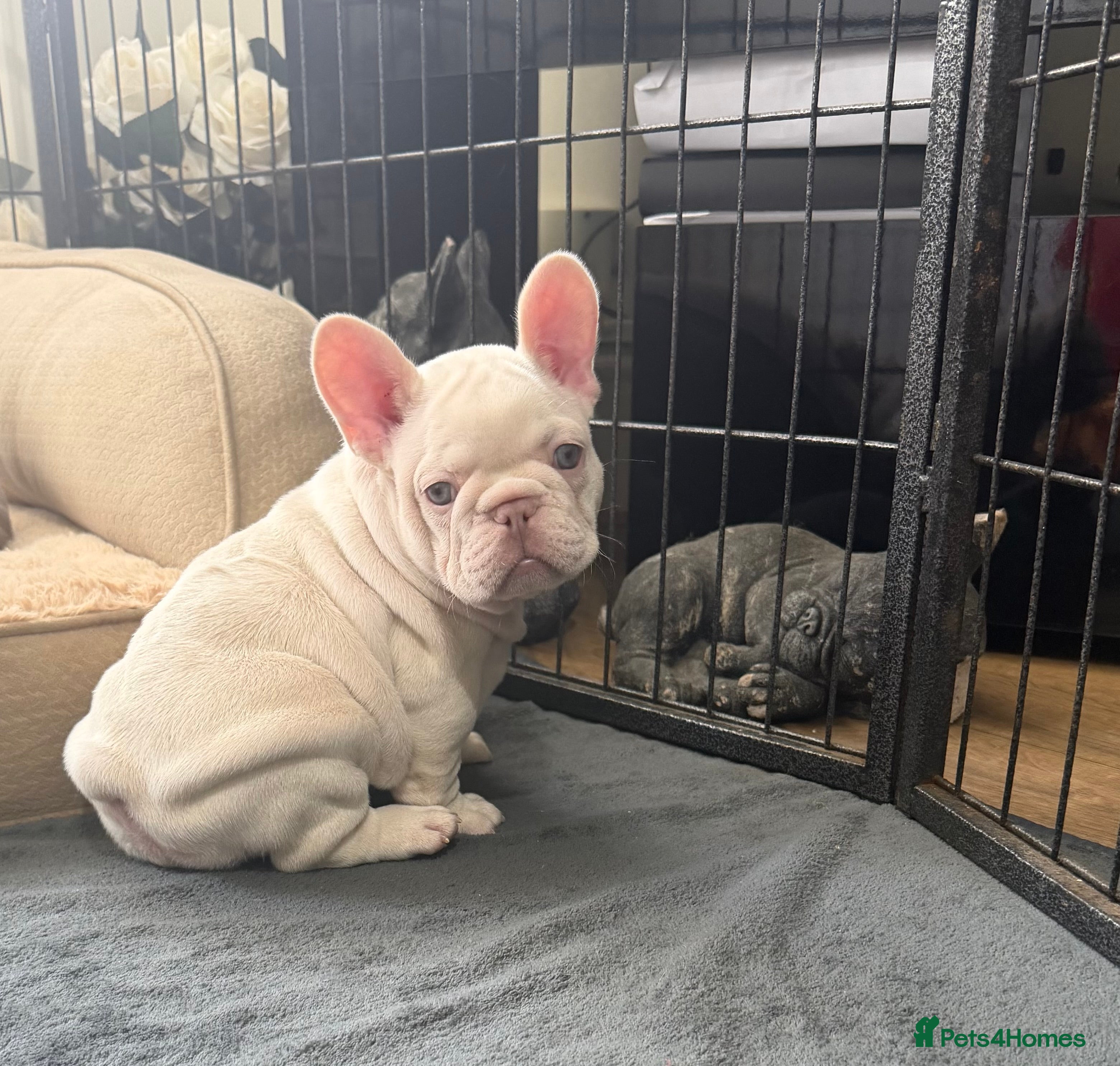 French Bulldog dogs for sale: New Shades Puppies/ DNA 🧬 Tested Parents  - Advert 2